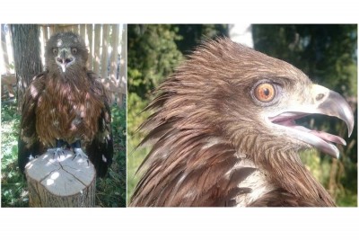 коршун.jpg