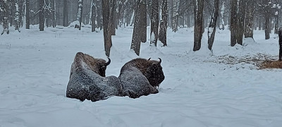 IMG-20211226-WA0025.jpg